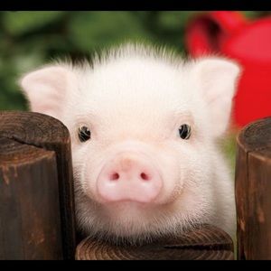 Meet your Posher, Rory